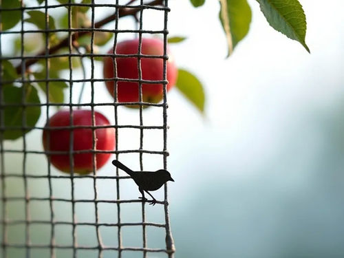 latest company blog about Stainless Steel Wire Mesh Shields Orchards and Aviaries