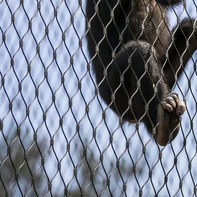 Buon prezzo 2.5 Meters Height Stainless Steel Wire Rope Mesh Fencing For Zoo Exterior Enclosure in linea